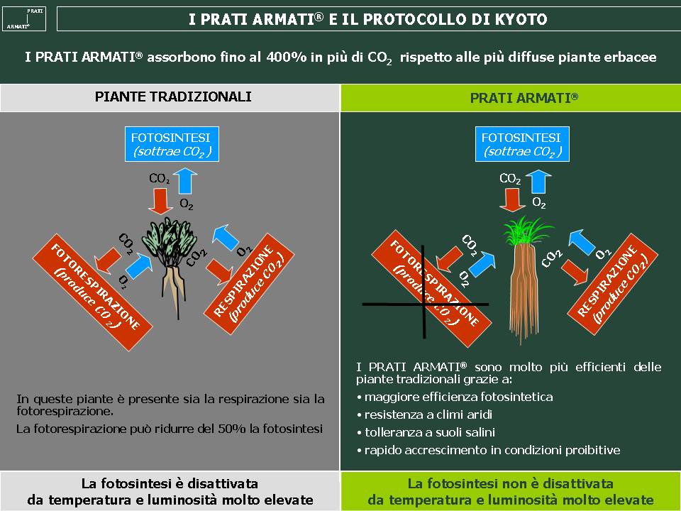 Piante C3-C4 Piante C3-C4