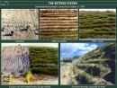 The Vetiver System