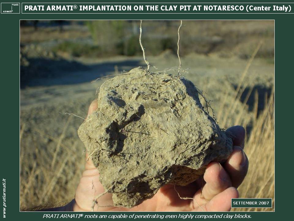 CLAY QUARRY EROSION CONTROL, FLOWERING AND RENATURATION. PRATI ARMATI® roots are capable of penetrating even highly compacted clay blocks. CLAY QUARRY (Central Italy). PRATI ARMATI® cohabits perfectly with local flowering species. The quarry slopes show no further signs of erosion. A perfect ecological reinstatement of the part of clay quarry treated with PRATI ARMATI® was made. CLAY QUARRY EROSION CONTROL, FLOWERING AND RENATURATION. PRATI ARMATI® roots are capable of penetrating even highly compacted clay blocks. CLAY QUARRY (Central Italy). PRATI ARMATI® cohabits perfectly with local flowering species. The quarry slopes show no further signs of erosion. A perfect ecological reinstatement of the part of clay quarry treated with PRATI ARMATI® was made.