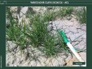Diapositiva4