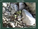 Diapositiva9