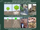 SPECIE ERBACEE A RADICAZIONE PROFONDA: CONFRONTO CON LE ALTRE SPECIE VEGETALI ERBACEE, ARBOREE E ARBUSTIVE