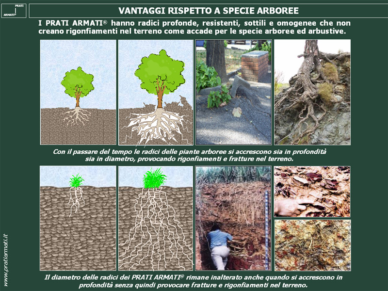 EROSIONE EROSIONE: SPECIE ERBACEE A RADICAZIONE PROFONDA: CONFRONTO CON LE ALTRE SPECIE VEGETALI ERBACEE, ARBOREE E ARBUSTIVE