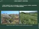 Specie Autoctone 1