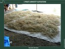 Specie Autoctone 3