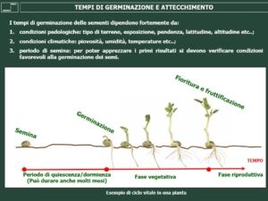 La copertura vegetale dei PRATI ARMATI®