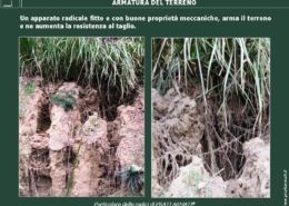 Armatura del terreno