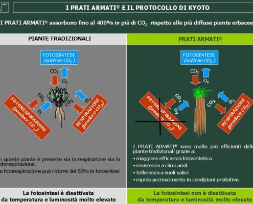 Piante C3-C4