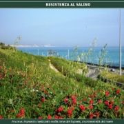 RESISTENZA AL SALINO