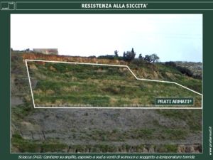 I PRATI ARMATI resistono alla siccità.