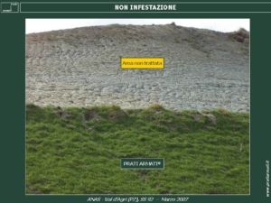 I PRATI ARMATI NON SONO INFESTANTI ! NON SONO OGM e SONO AUTOCTONI. La NON infestività dei PRATI ARMATI® è dimostrata su tutti gli interventi realizzati.
