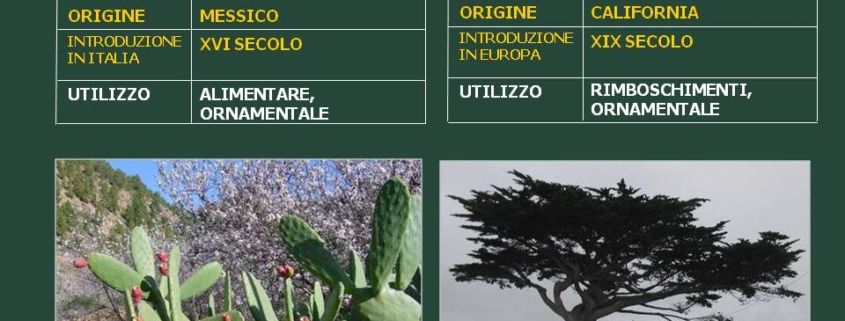autoctone
