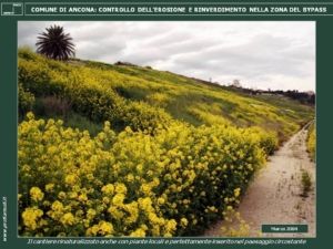 Fioritura dopo l'idrosemina idroseminate