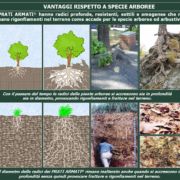 Confronto con le altre specie vegetali