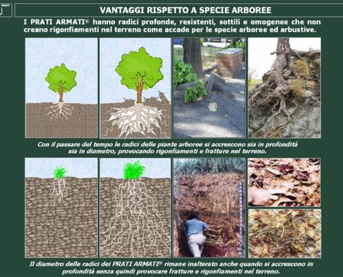 Confronto con le altre specie vegetali