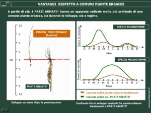 SPECIE ERBACEE A RADICAZIONE PROFONDA