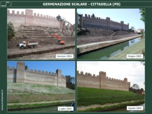 Germinazione scalare - Cittadella (PD)