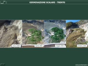 Germinazione scalare - Trento