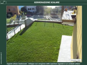 Germinazione scalare 2