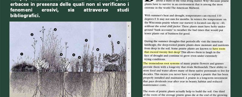 RADICI PROFONDE