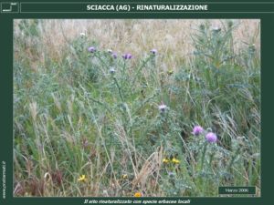 Rinaturalizzazione