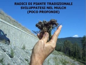 Radici di piante tradizionali