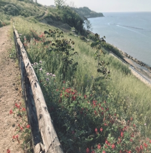 Versante rinaturalizzato da Prati Armati®: vista dalla strada