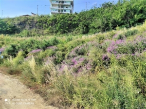 Canalette e fossi sul tal quale inverditi con piante Prati Armati®