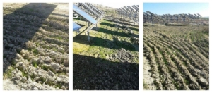 Crescita dei Prati Armati dopo 3 mesi su impianto fotovoltaico