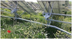 Risultati dopo 1 anno dall'idrosemina sull'impianto fotovoltaico