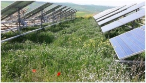 Risultati dopo 1 anno dall'idrosemina tra i pannelli fotovoltaici