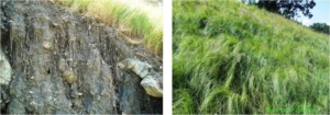 Autostrada A3 SARC tratto Altilia - Falerna: l'ingegneria della natura blocca il dissesto idrogeologico