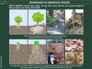 ADVANTAGES OF PRATI ARMATI® VS ARBOREOUS SPECIES